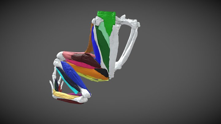 Brachycephalus ephippium - diceCT frog 3D Model