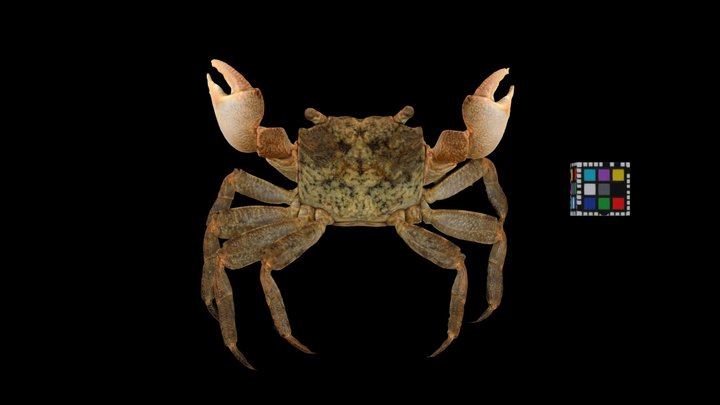 Crab 3D Models - Sketchfab