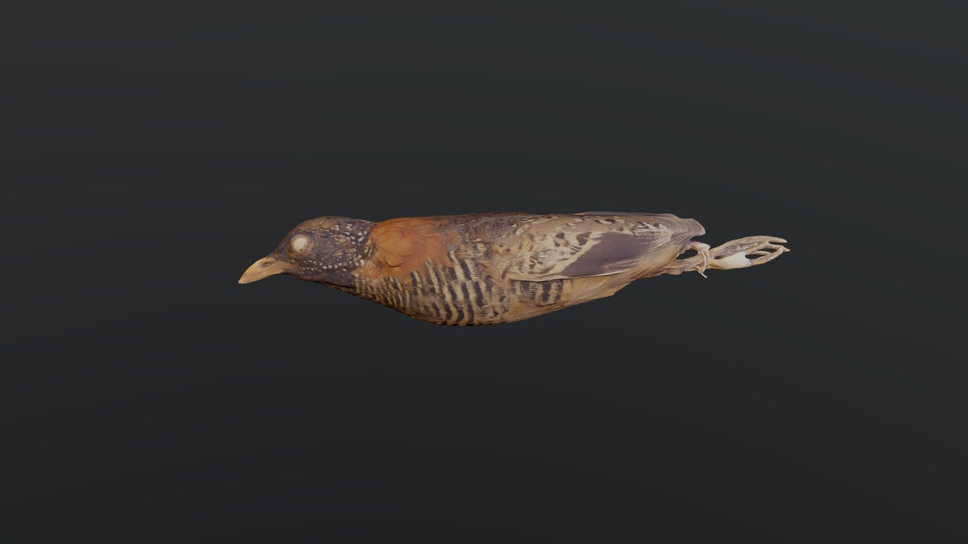 Barred Buttonquail - Turnix suscitator