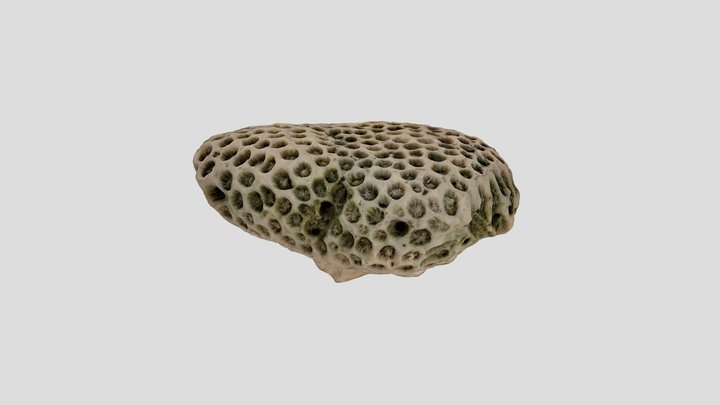Coral 3D Model