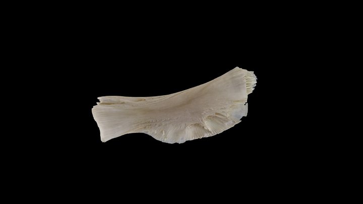 Cod (Gadus morhua) Ceratohyal 3D Model