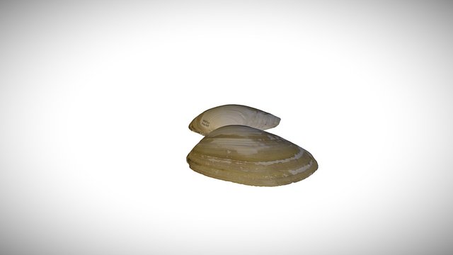 Tresus 3D models - Sketchfab