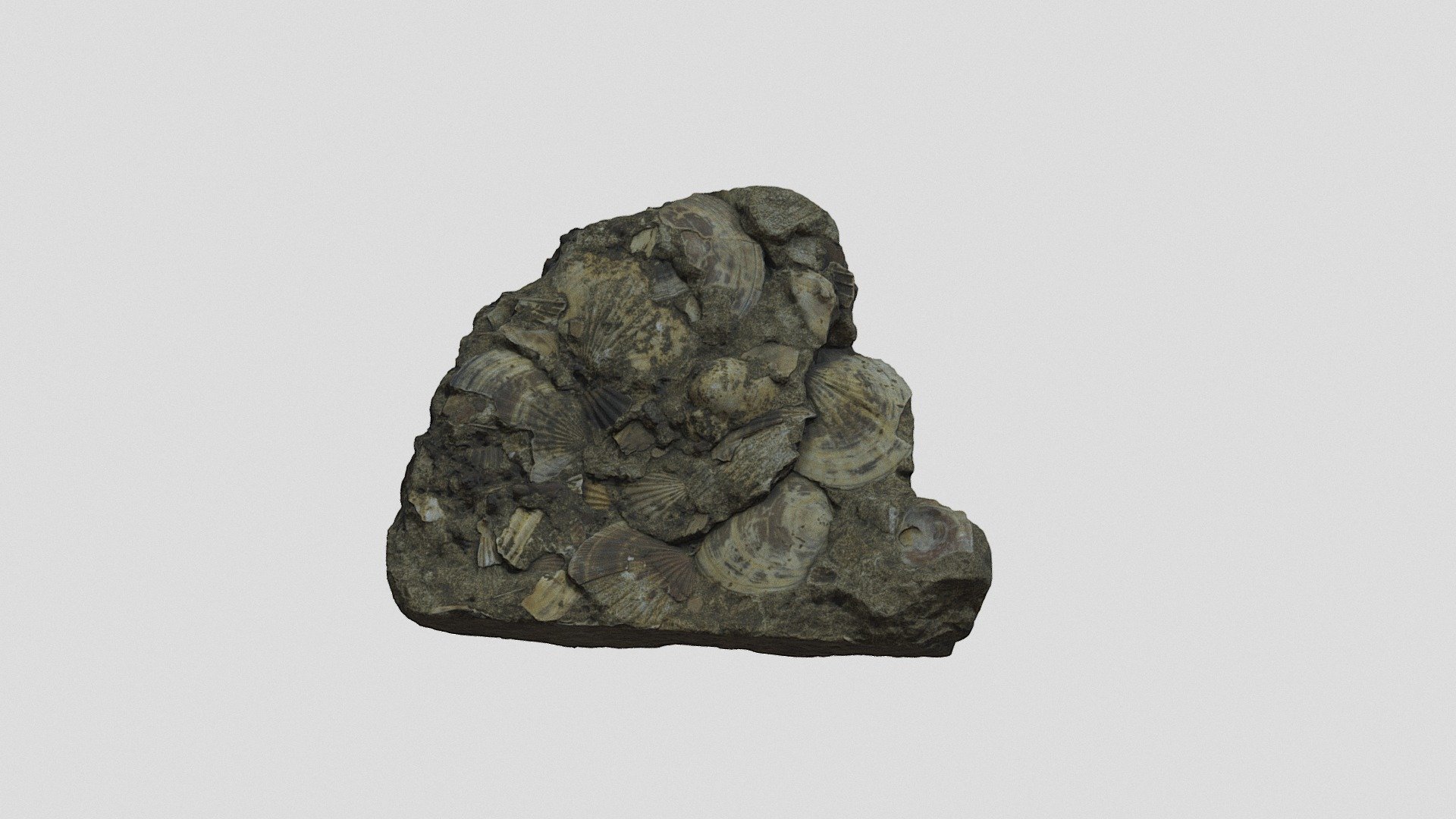 Calcare A Bivalvi2 Bis - Download Free 3D model by Atlante virtuale 3D ...