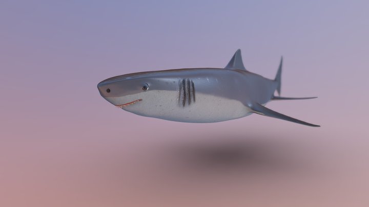 shark 2 3D Model