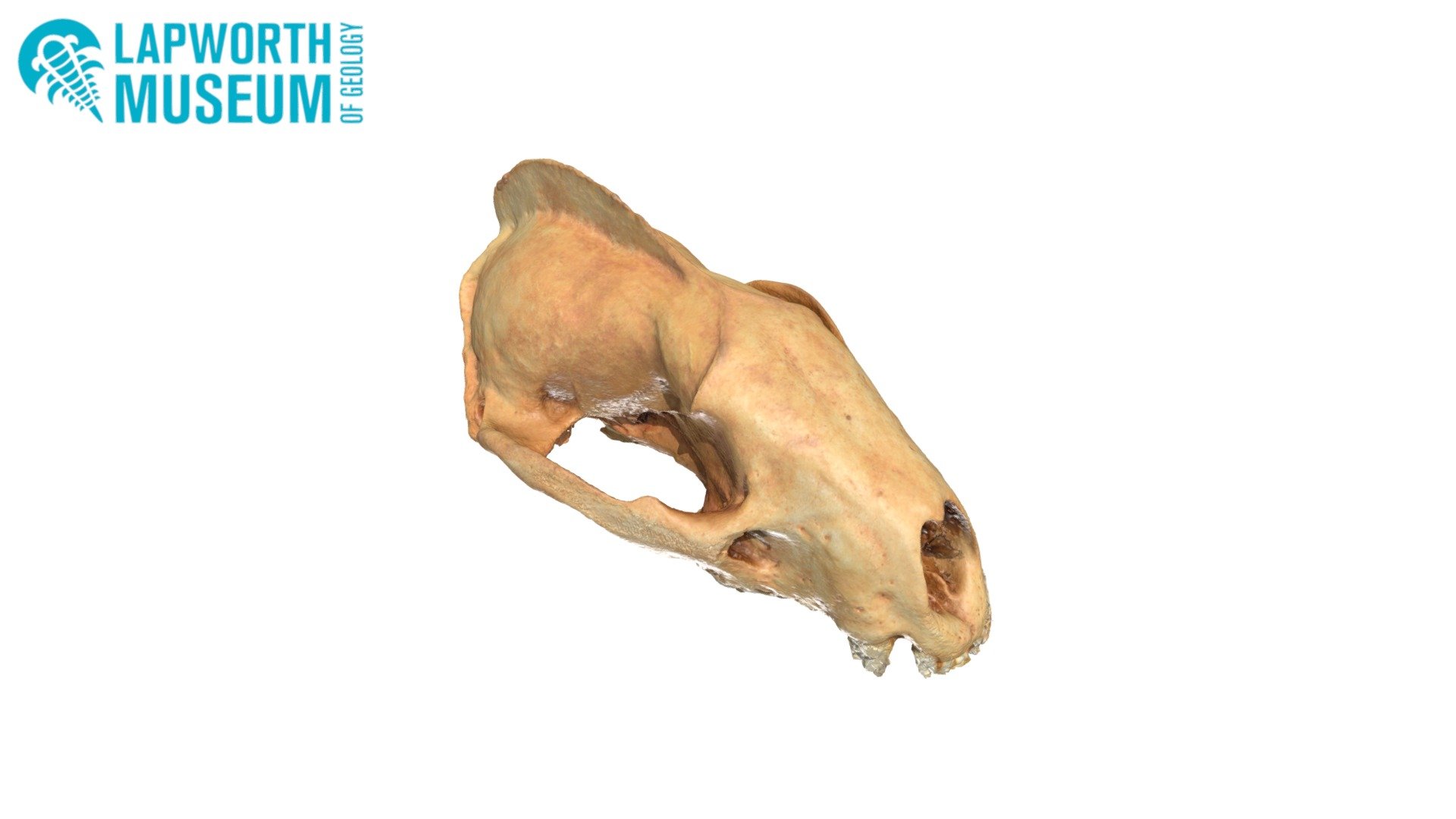 Badger Cranium