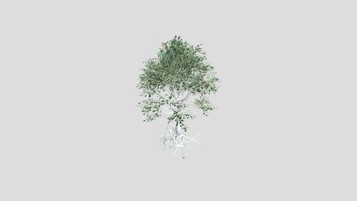 Tree Test Kayla Rich 3D Model