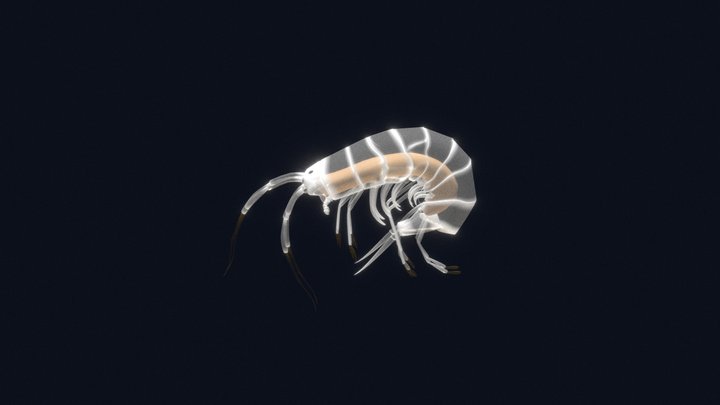 Gammarus 3D Model