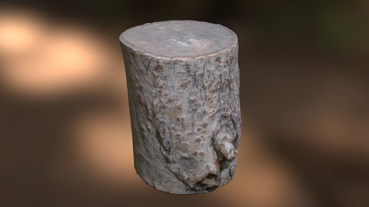Birch Tree Stump Model with Authentic Texture 3D Model