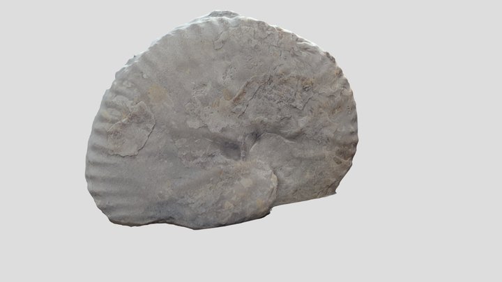 ammonite5 3D Model