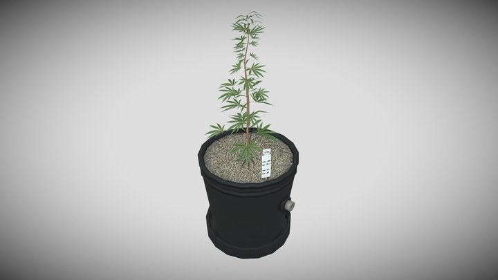 Cannabis Plant Small 2 – Free 3D Model STL