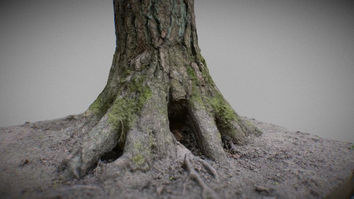 Pine tree with roots 1 3D Model