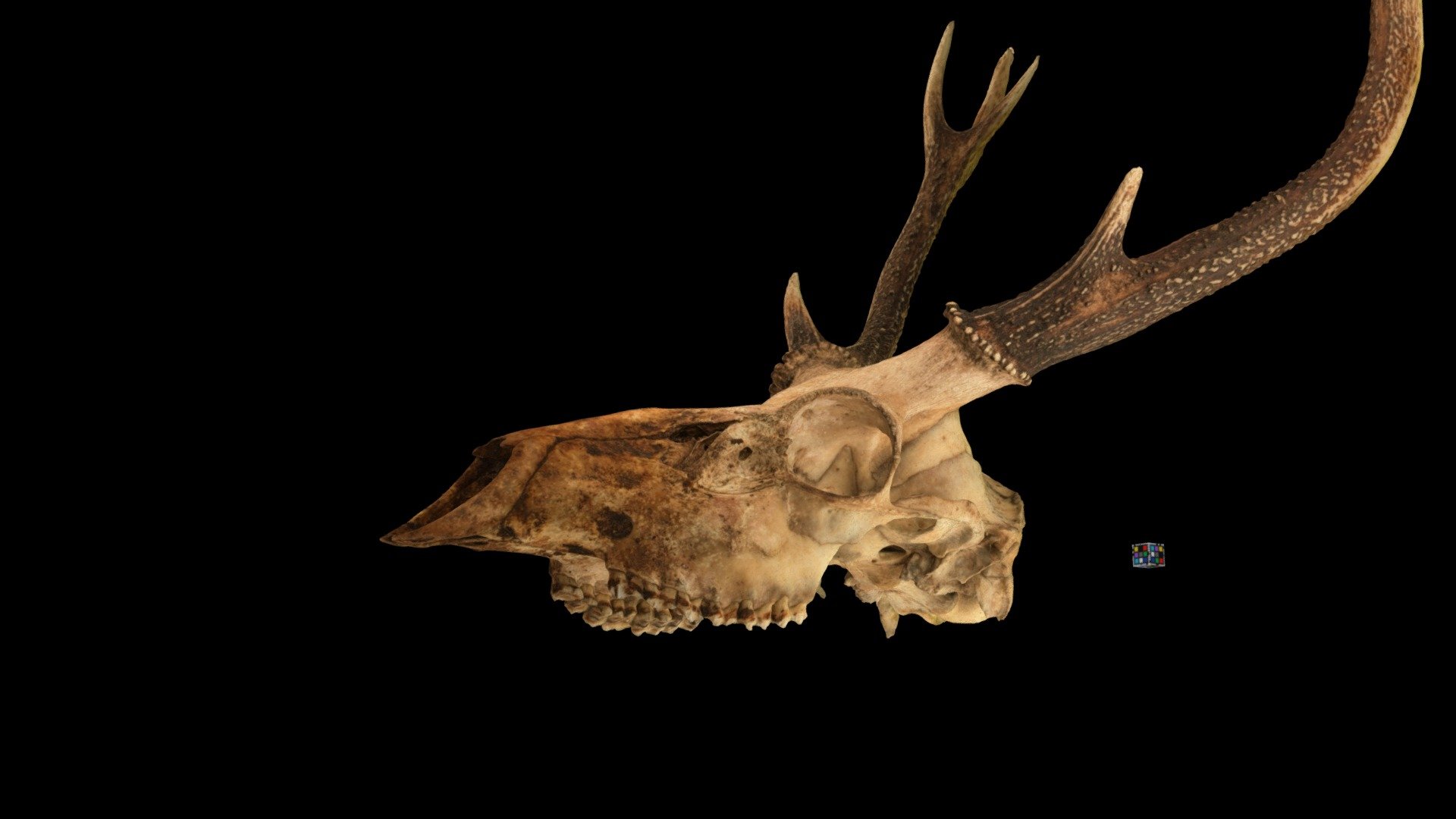 CC0 ニホンジカ 頭骨, Japanese Deer Skull, C. nippon - Download
