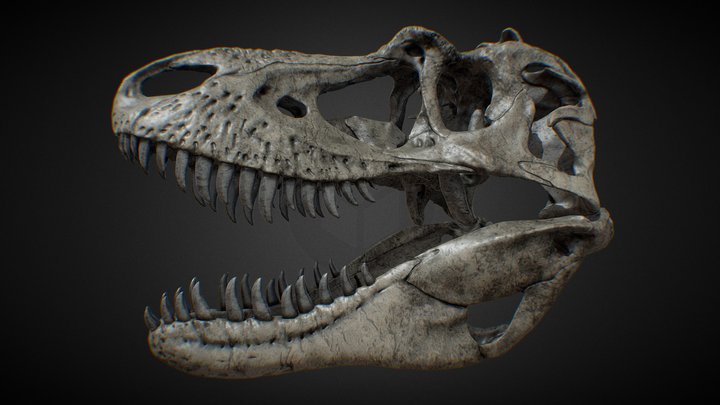 Gorgosaurus skull - low poly 3D Model
