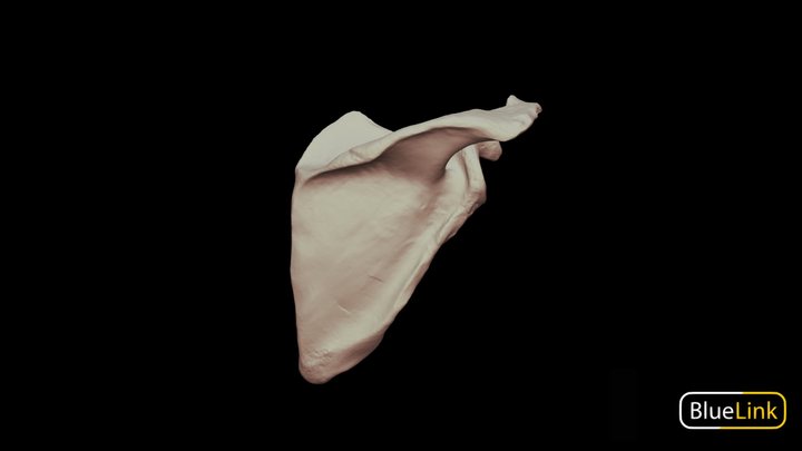 Scapula - Right, Labeled 3D Model