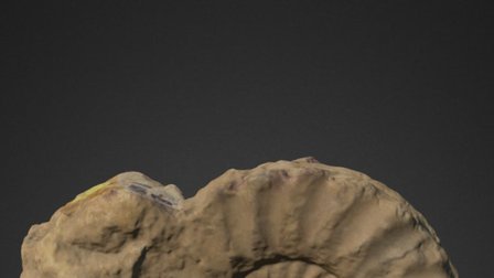 Paltopleuroceras spinatum 3D Model