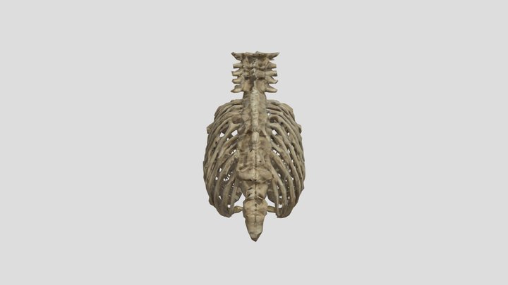 Ribcage Echoes 3D Model