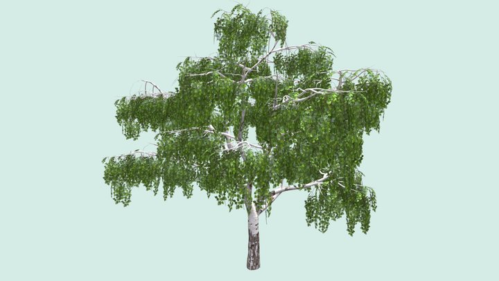 Tree 3D Model