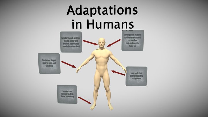 adaptation 3D Model