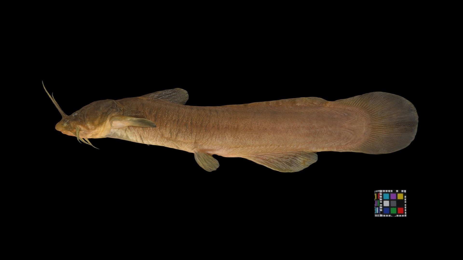 アカザ Torrent Catfish, Liobagrus reini Download Free 3D model by ffish