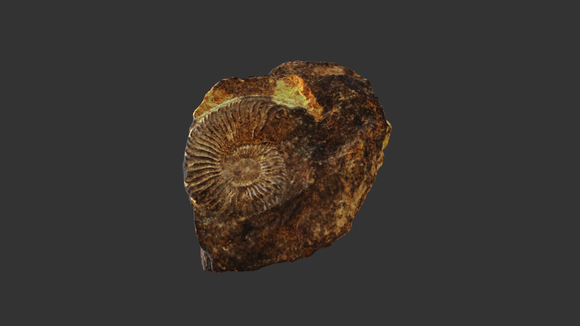 Amoeboceras nunningtonensis