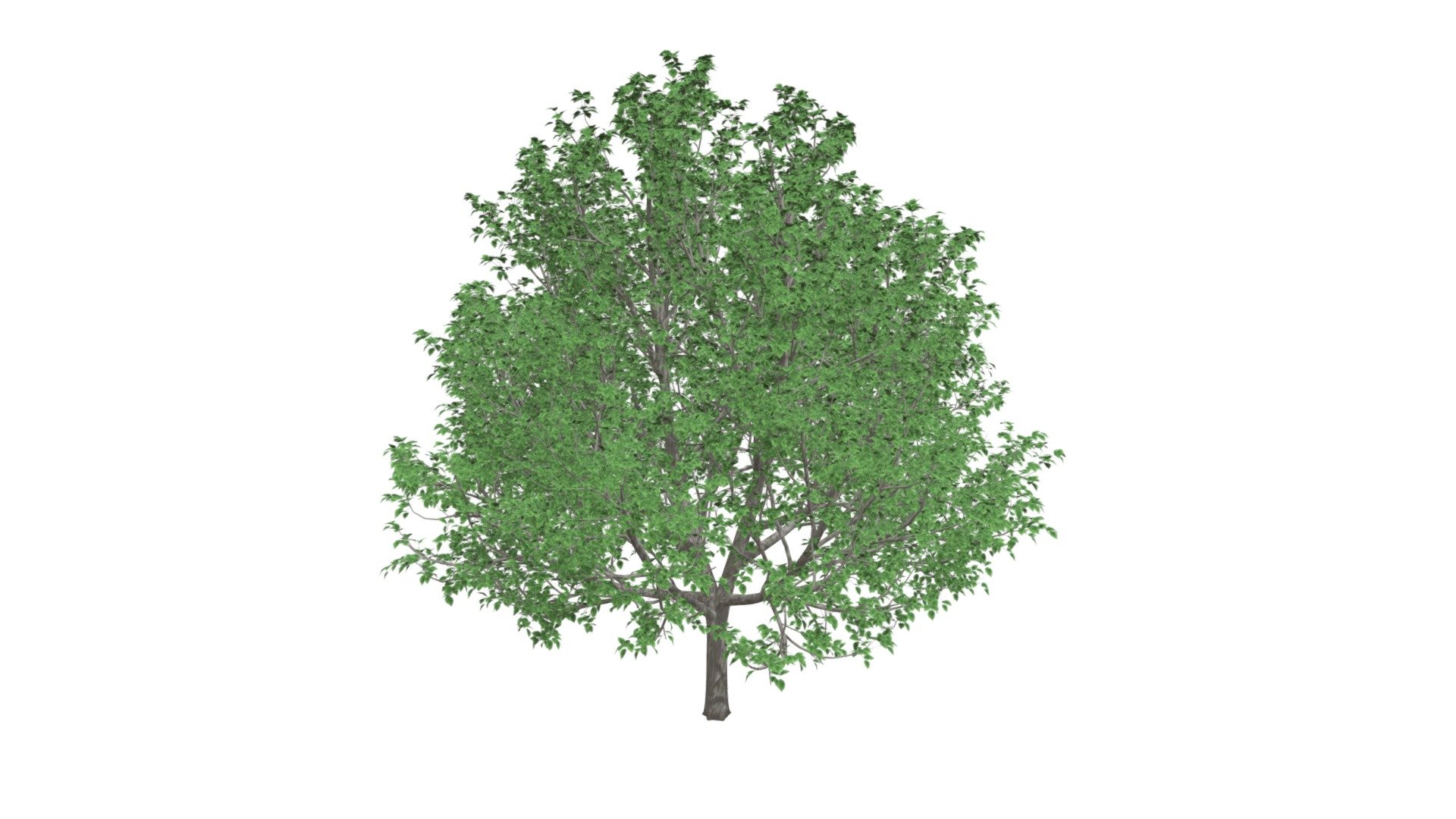 Bradford Callery Pear Tree #01 - Buy Royalty Free 3D model by meshshape ...