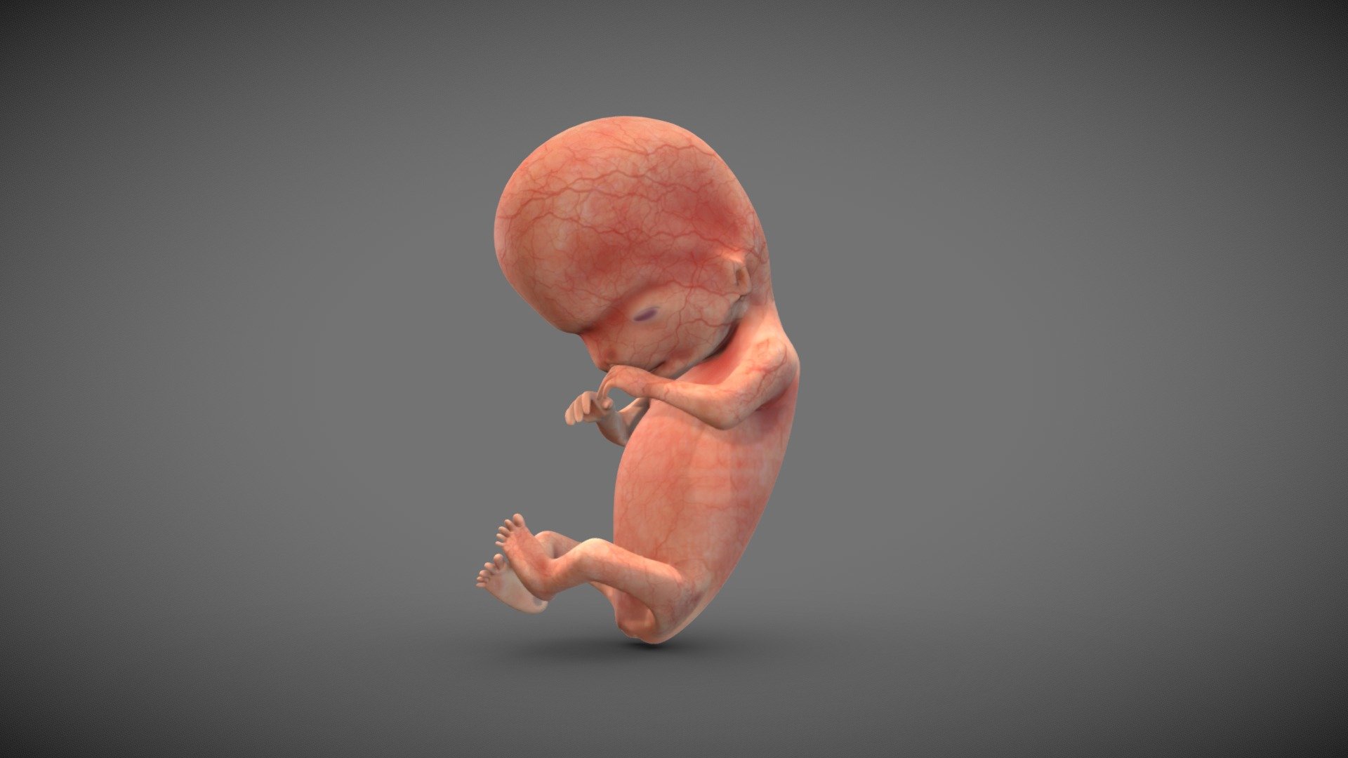 Foetus : 6 008 images, photos de stock, objets 3D et images