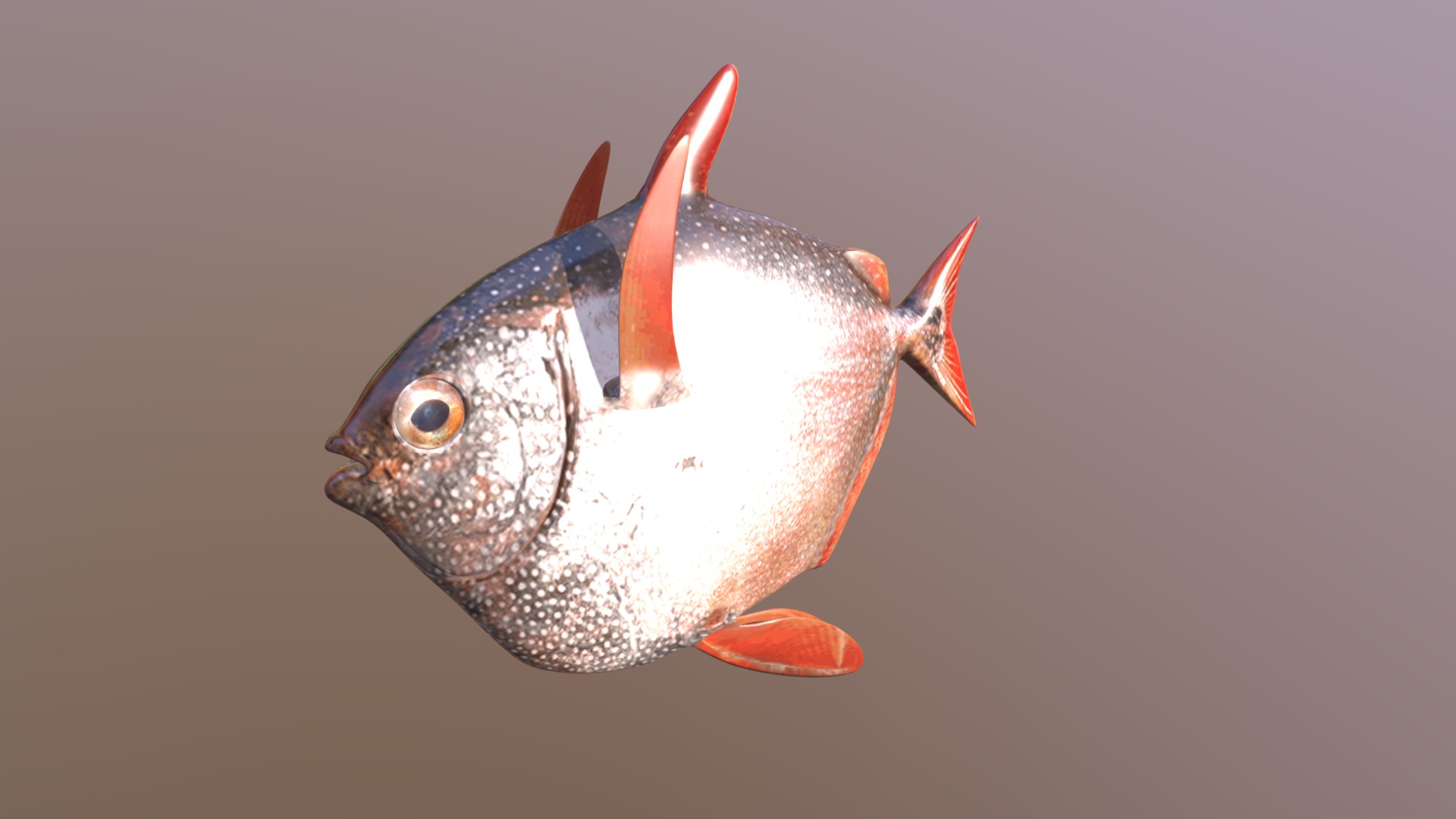3D model Opah Fish - This is a 3D model of the Opah Fish. The 3D model is about a fish with a long tail.