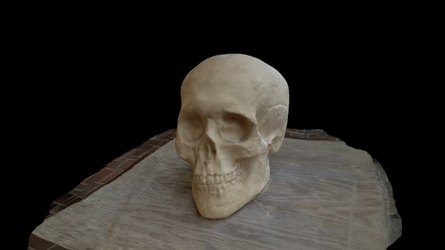 skull 3D Model