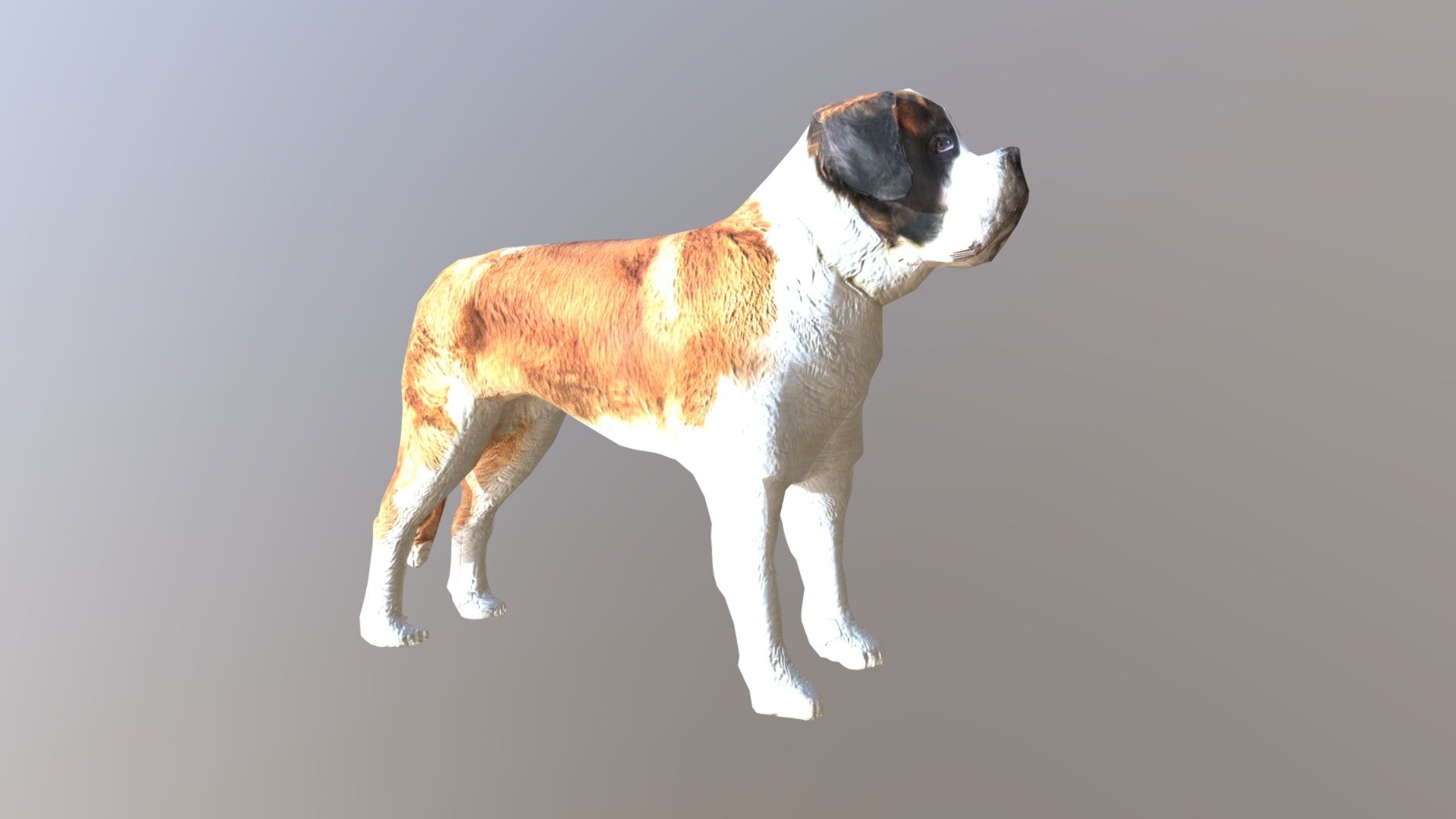 Saint Bernard