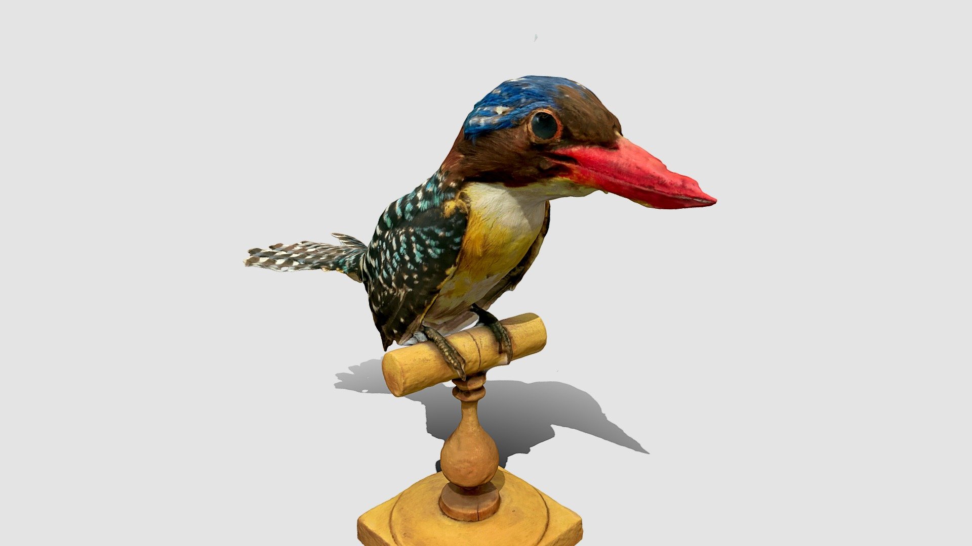 Ошейниковая альциона | Black-capped kingfisher