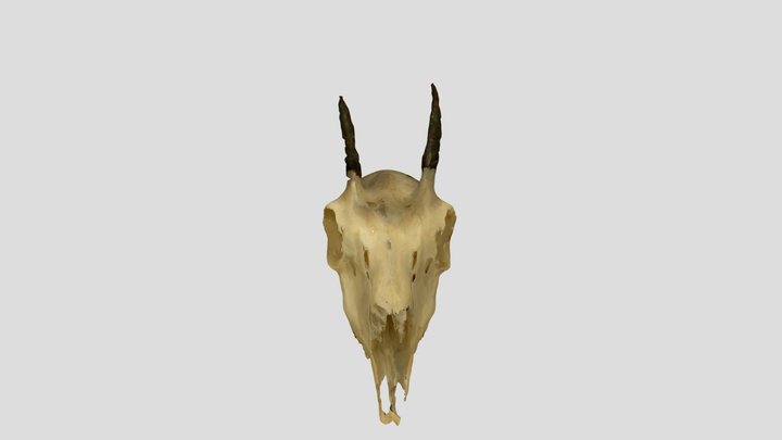 Antelope skull 3D Model
