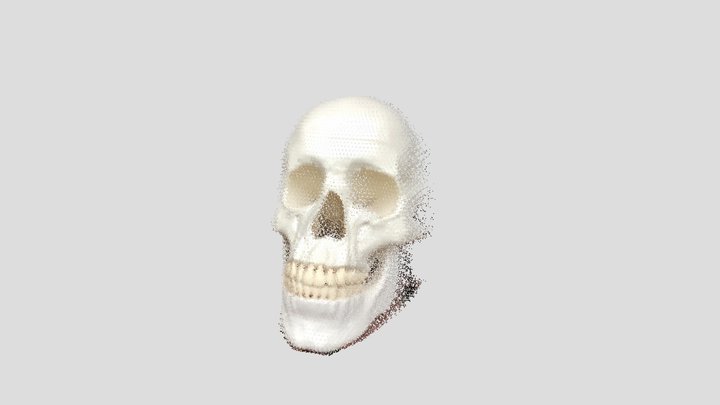 Skull frontal scan 3D Model