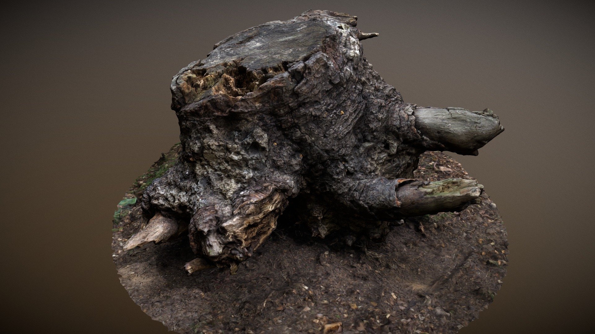 Tree Stump Root - Photogrammetry
