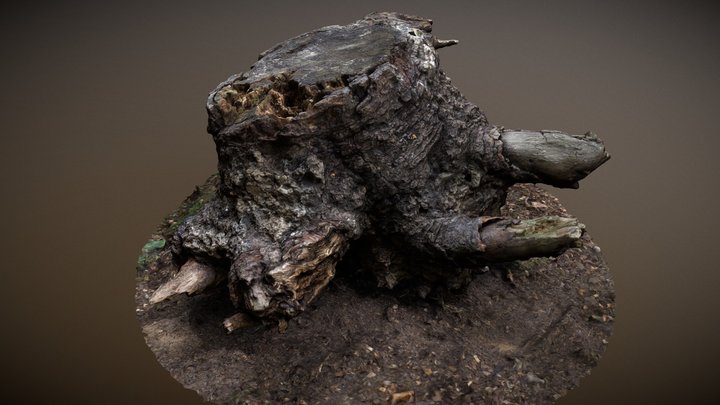 Tree Stump Root - Photogrammetry 3D Model