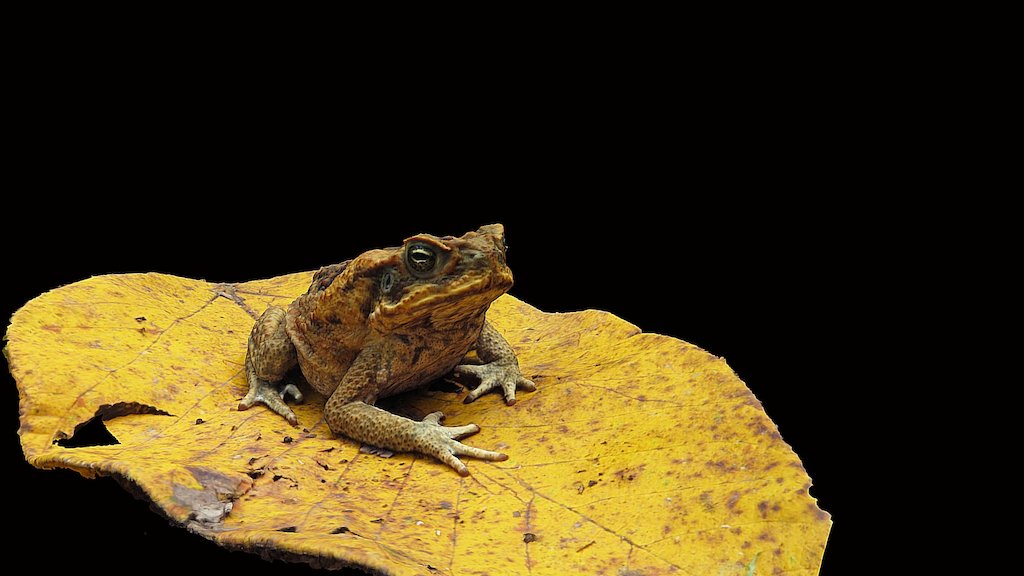 Model 6 - Marine Toad on Leaf