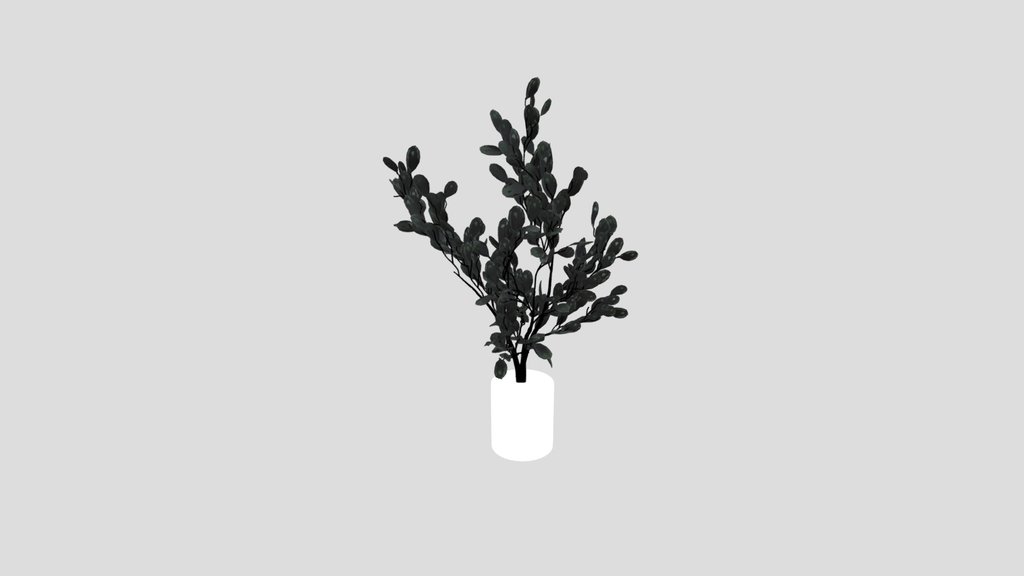 Indoor Plant Variation