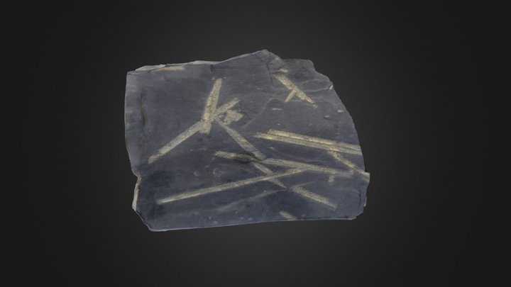 Graptolite: Glossograptus whitfieldi (PRI 76774) – Gratis 3D-model STL