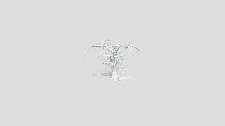 Sj Dry Tree With Roots