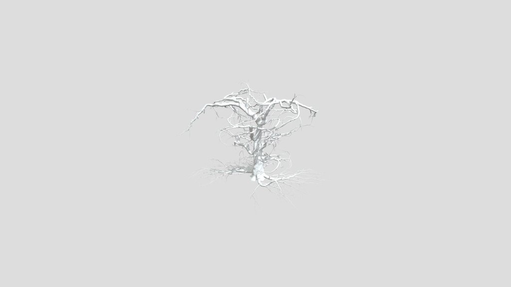 Sj Dry Tree With Roots