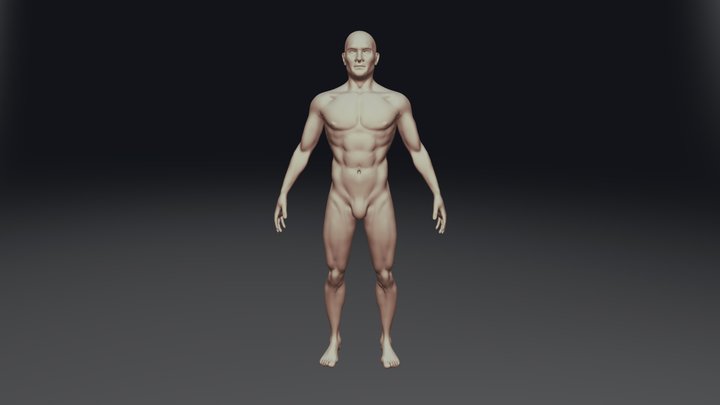 Male Anatomy 3D Model