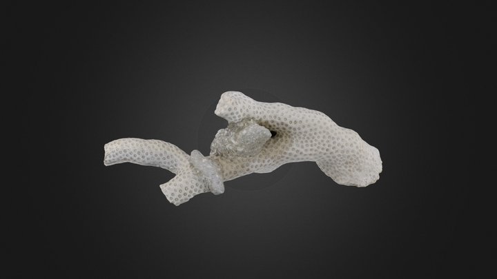 Coral: Septastrea crassa (PRI 45562) – Modelo 3D gratuito STL