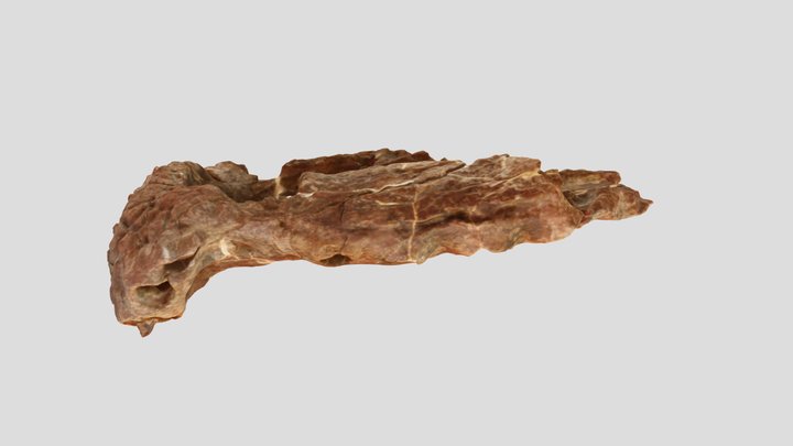 Prehistoric Crocodile Ancestor Fossil 3D Model
