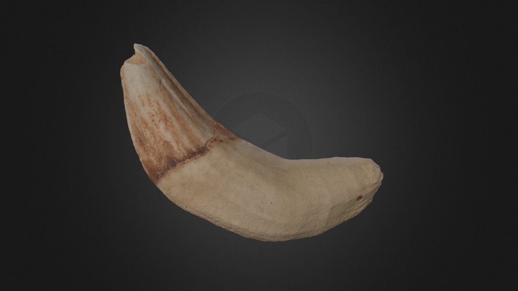 Unidentified tusk - 3D model by Sofia Menconero (@sofia.menconero ...