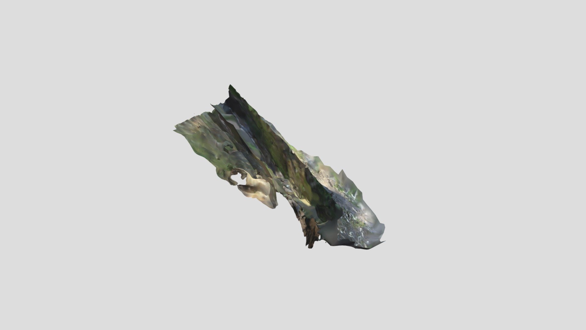 bark tree