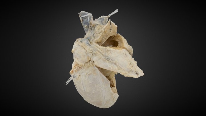 103_hires 3D Model