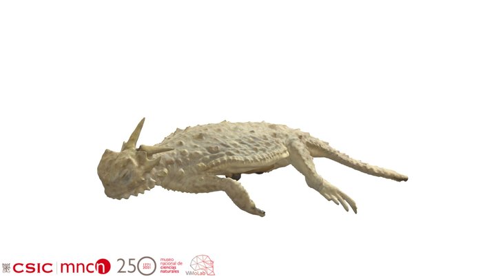 Phrynosoma mcallii - MNCN 20966 3D Model