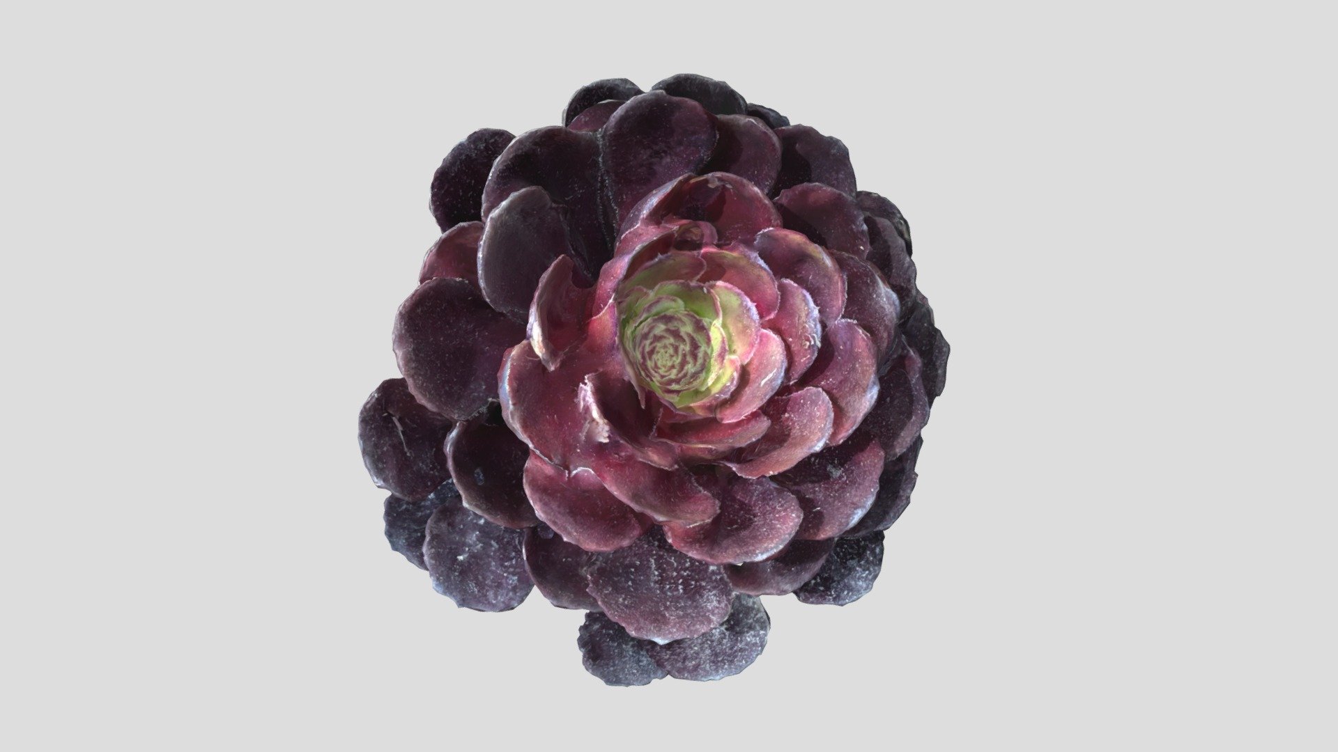 Day 231: Houseleek - 1scanaday