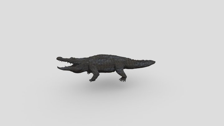 Crocodile 3D Model
