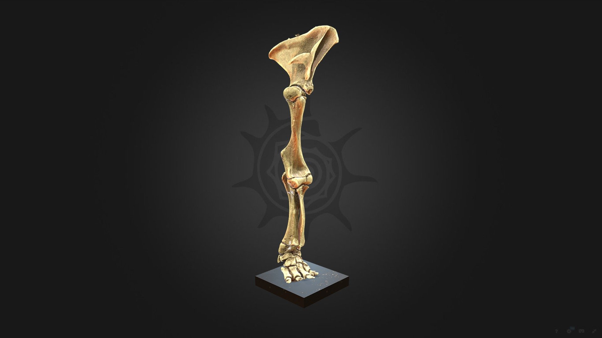 Нога слона - 3D model by darwinmuseum.ru [d3c4c12] - Sketchfab