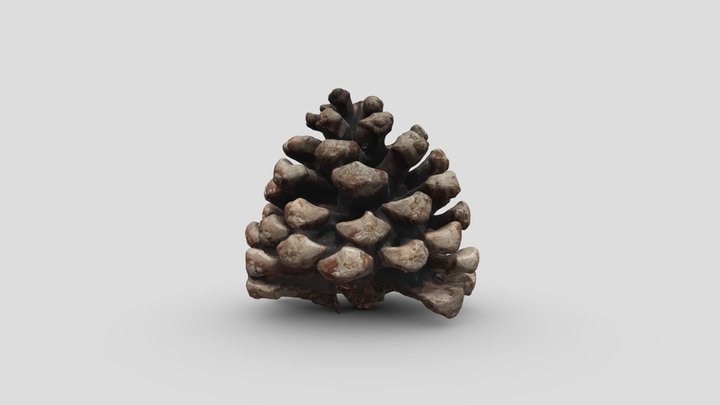 Pine cone 3D Model